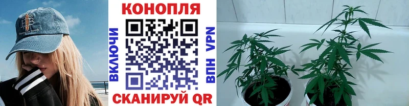 Канабис конопля купить наркотик Новороссийск
